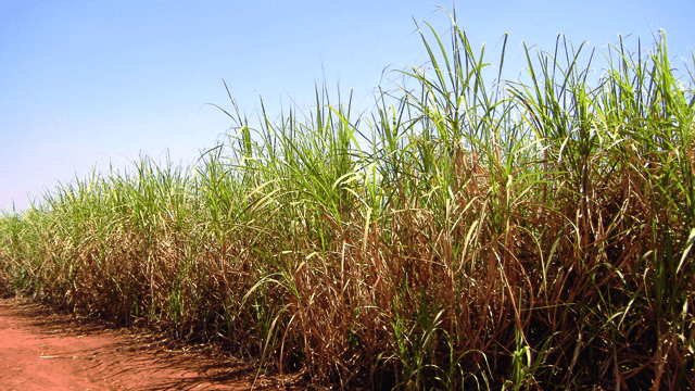 brazilian-sugar-ethanol-case 640x360