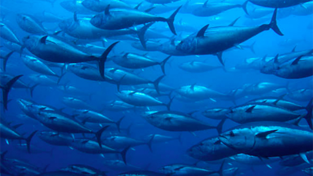 Tuna-processing-sustainable-equipment-pei-onetuna