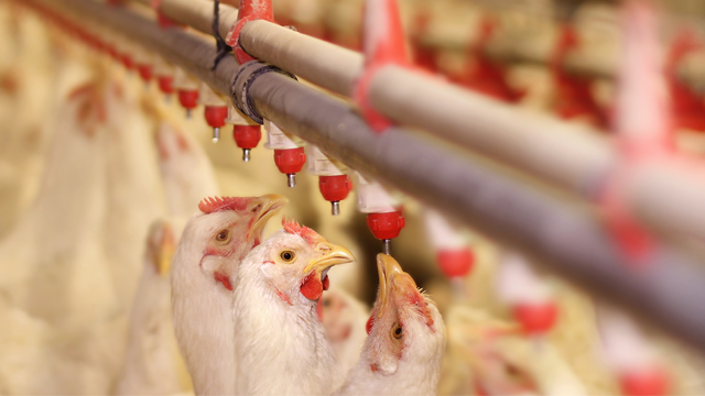 Animal nutrition 640x360